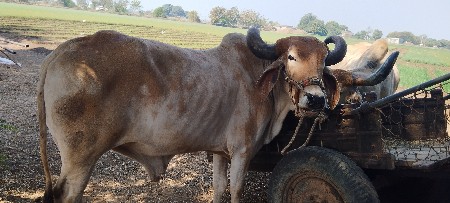 બળદ વેચવાના છે