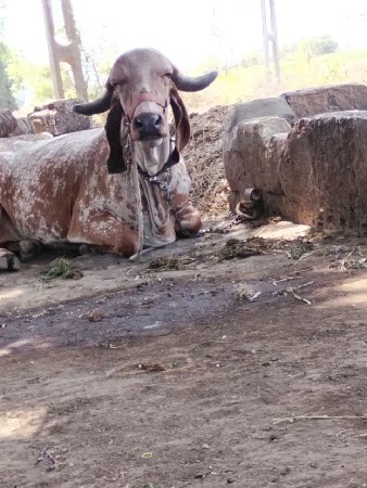 थंबनेल 3