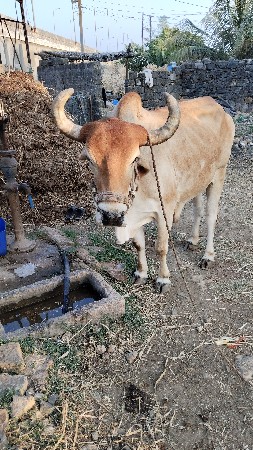 थंबनेल 3