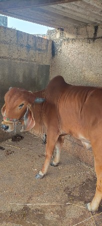 थंबनेल 2