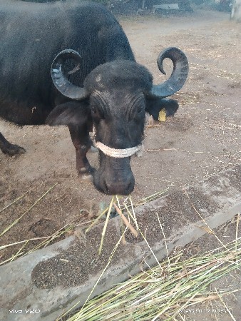 બે ભેશુ વેચવાની છે