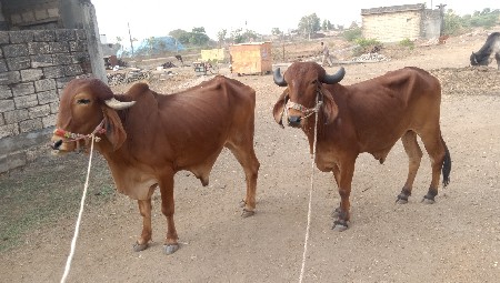 chalo Junagarh Gaon Bhaisa