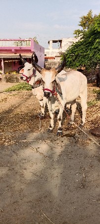 थंबनेल 3