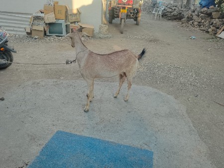 પટેરી બકરી