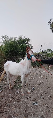 ઘોડી વેચવા ની છે