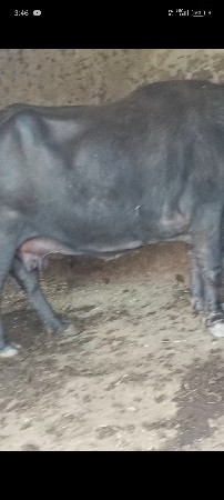 थंबनेल 3