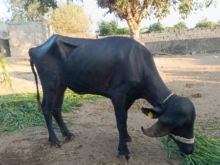 थंबनेल 2