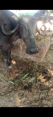 थंबनेल 2