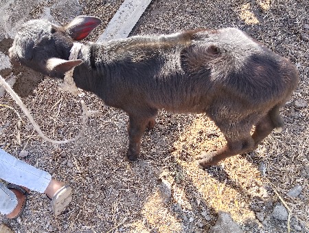 थंबनेल 3