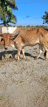 કેશુભાઈ વાળા