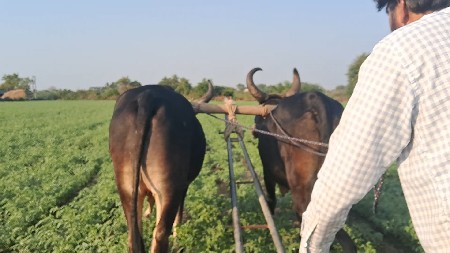 ગોઢલા વેચવાના છે