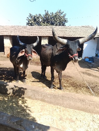 કોડિયાતાર વીરા ભાઇ