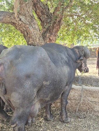 ભેંસ  વેચવાની 6