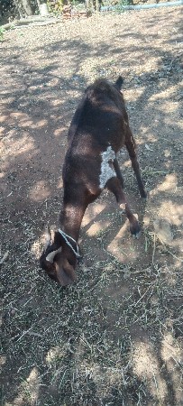 બકરી વેચવાની છે