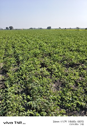 18 vigha હેલાબેલી