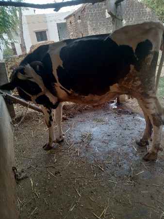 થંબનેલ 2