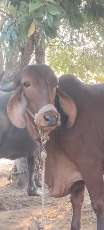 gir gay vechva ni che