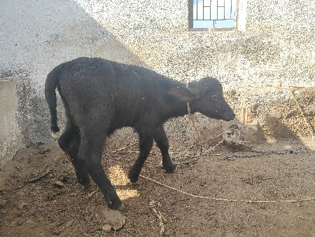 થંબનેલ 2