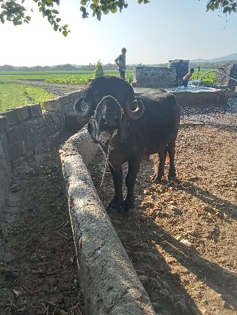 પાડો વેચવાનો છે