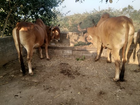 ફુલ જવાબદારી ચાલુ કમ્પલેટ