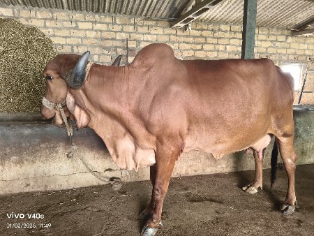 ગાય     વેચવા ની