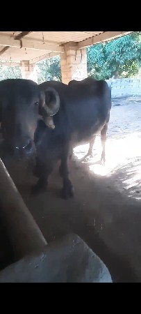 ભેંશ વેશવાની સે