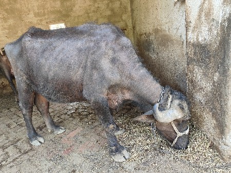 ભેંસ વેચવાની છે