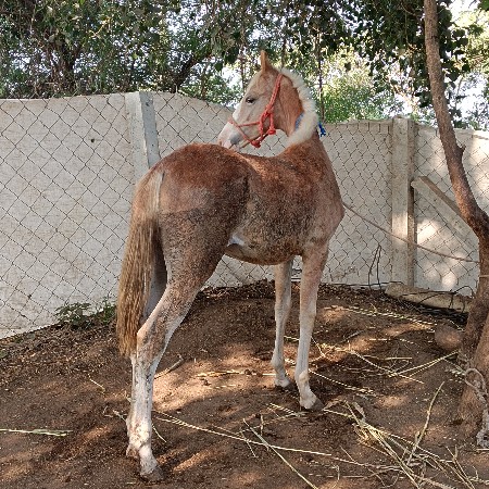 દસ મહિનાની વચ્ચેરી છે 10