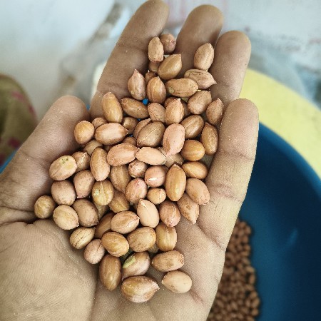 ગીરનાર માંડવી