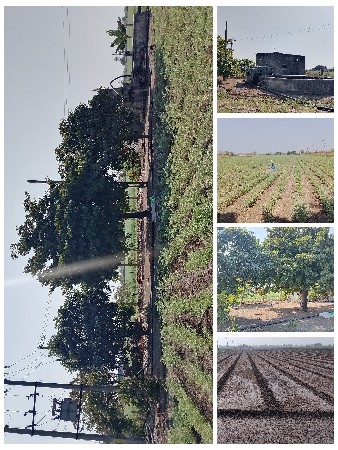 જમીન 9 વીઘા