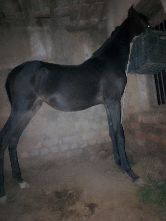 વશેરો વેસવા નો છે