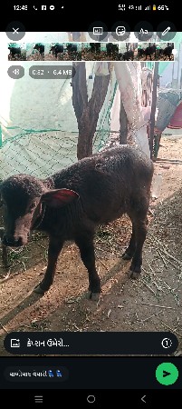 થંબનેલ 3