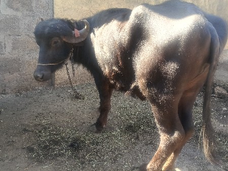 थंबनेल 2