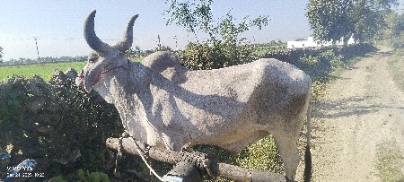 બળદ વેચવાનો છે
