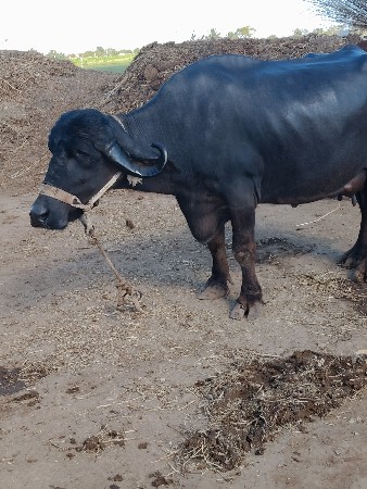 थंबनेल 3