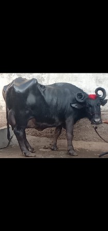 2 ભેંસ વેચવાનું છે