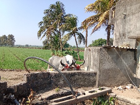 વાચડા વેચવાના છે