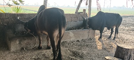 બળદ વેચવાના છે