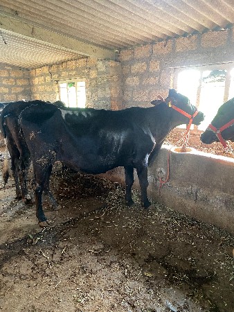 3 hf gay vechvani che