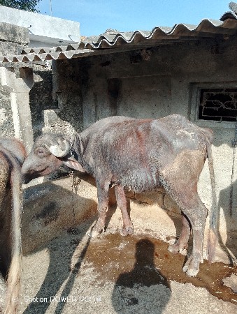 थंबनेल 3