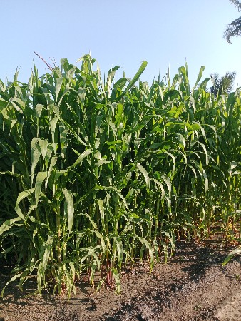 थंबनेल 3