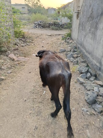 थंबनेल 3