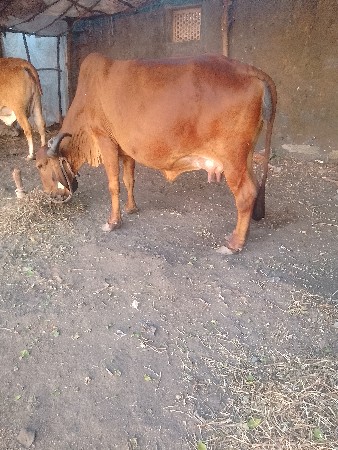 ગાયવેશવાનીછે