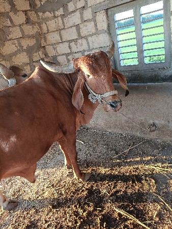 બળદ વેચવાના છે