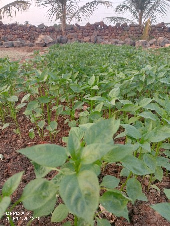 મરચી નો રોપ વેચવાનો છે.