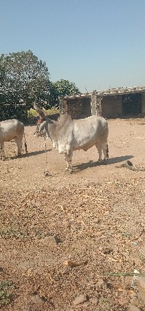બળદ વેચવાનો છે