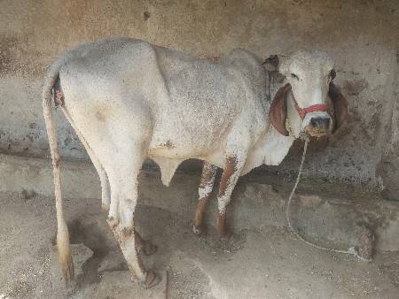 थंबनेल 3