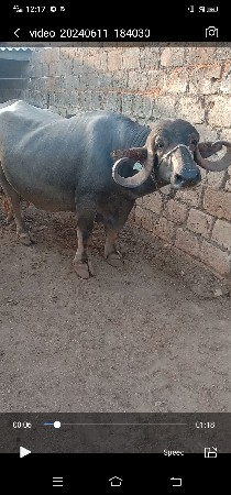 थंबनेल 3