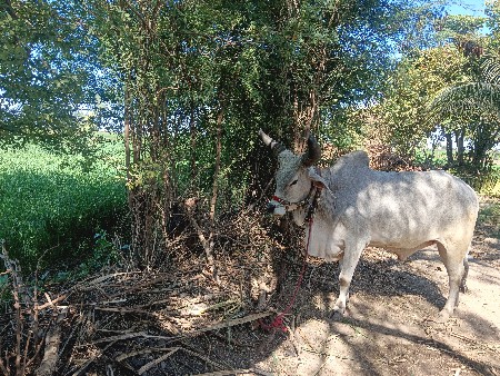 थंबनेल 2