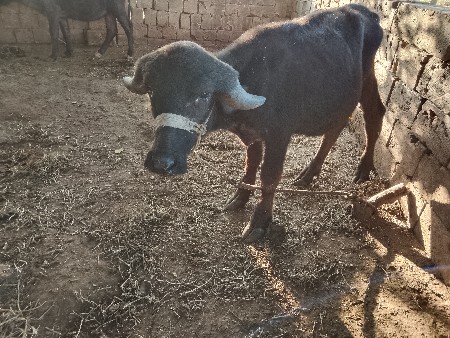 थंबनेल 2